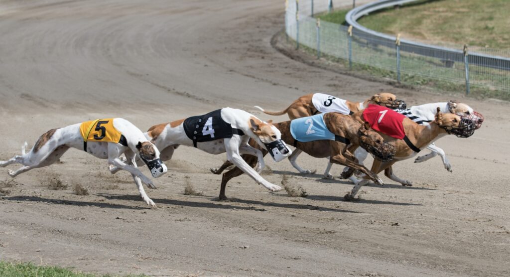 Virtual Greyhound Derby