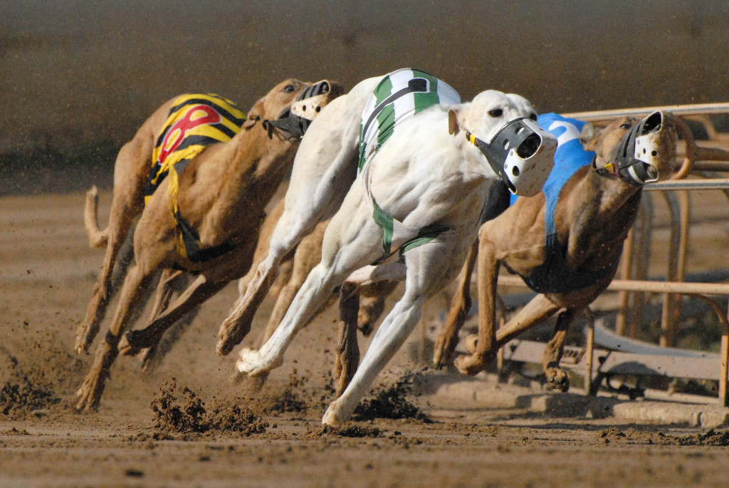 Virtual Greyhound Racing